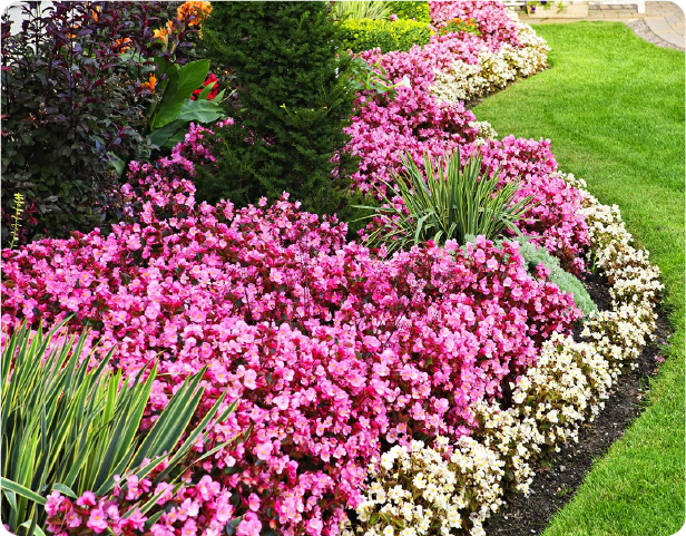 nutrigarden valores